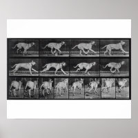 Running Hund, plate 707 from 'Animal Locomotion', 