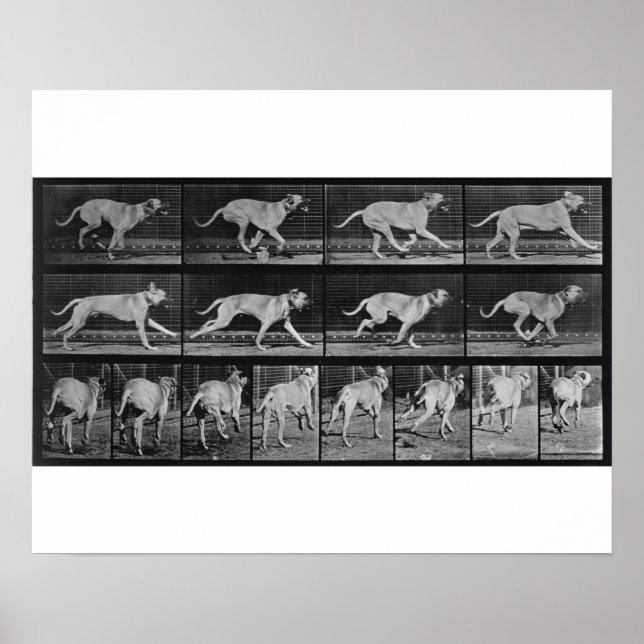 Running Hund, plate 707 from 'Animal Locomotion',  Poster (Framsidan)