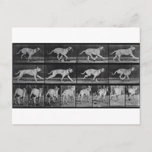 Running Hund, plate 707 from 'Animal Locomotion', Vykort