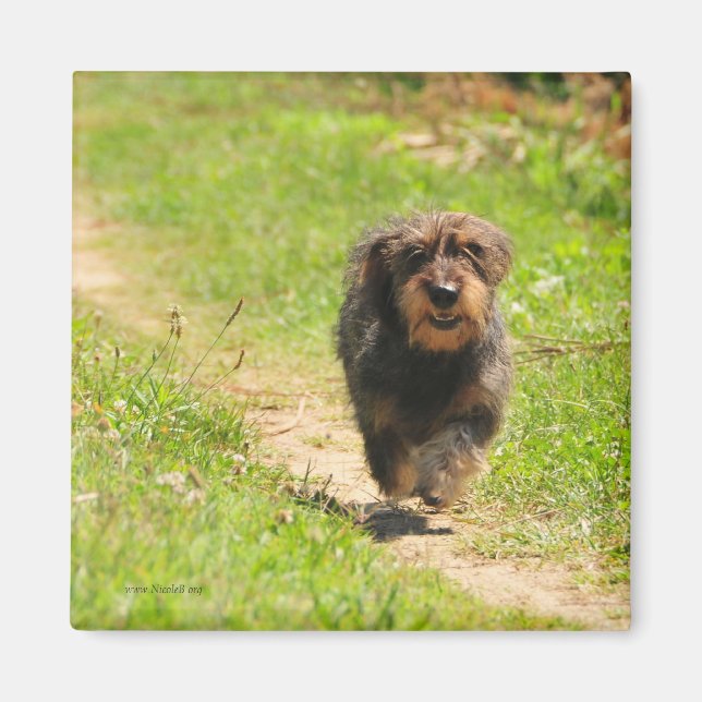 Running lycklig Dachshund Puppy Magnet (Framsidan)