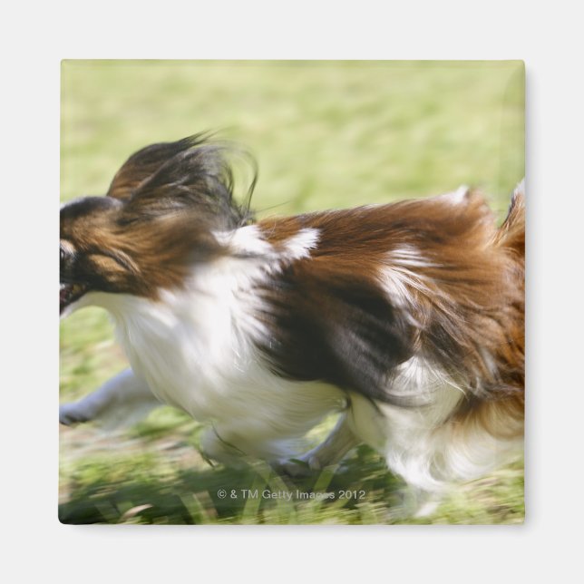 Running Papillon Magnet (Framsidan)