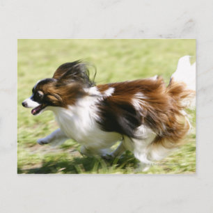 Running Papillon Vykort
