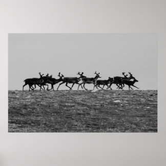 Running Reindeer Poster
