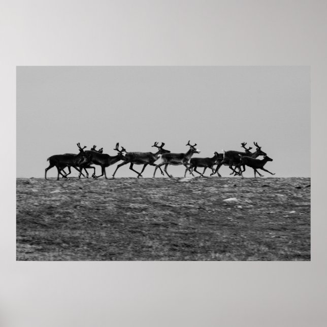 Running Reindeer Poster (Framsidan)