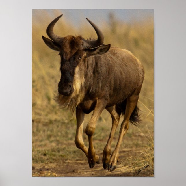 Running Wildebeest Poster (Framsidan)