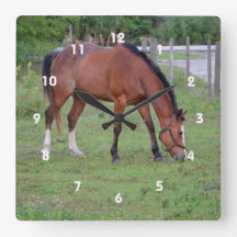 Runt och vitt hästbetesdjur