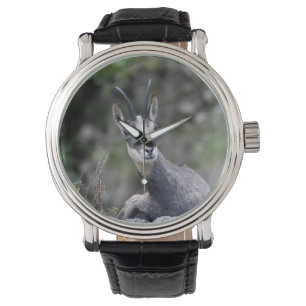 Rupicapra rupicapra armbandsur