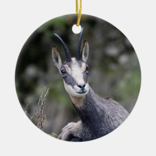 Rupicapra rupicapra julgransprydnad keramik (Framsidan)