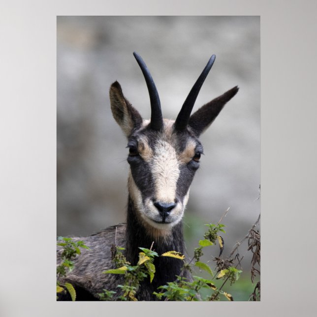 Rupicapra rupicapra poster (Framsidan)