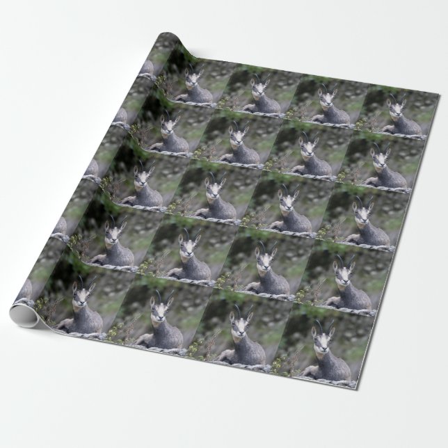 Rupicapra rupicapra presentpapper (Utrullad)