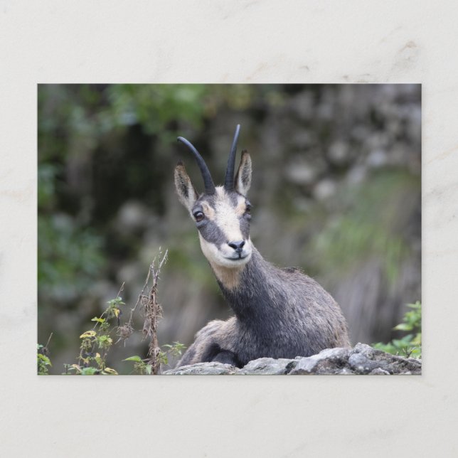 Rupicapra rupicapra vykort (Framsida)