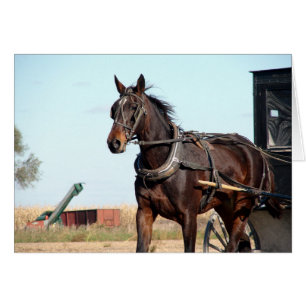 Rural Amish Horse and Buggy Hälsningskort