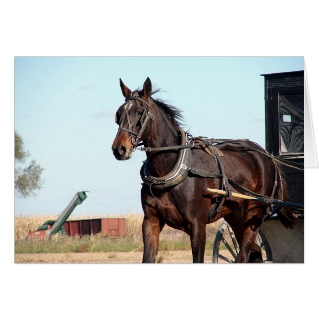 Rural Amish Horse and Buggy Hälsningskort (Framsidan Horizontal)