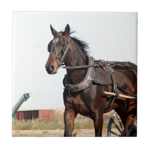 Rural Amish Horse and Buggy Kakelplatta