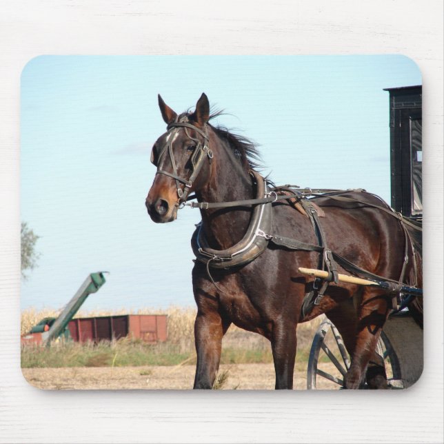 Rural Amish Horse and Buggy Musmatta (Framsidan)