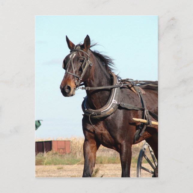 Rural Amish Horse and Buggy Vykort (Framsida)