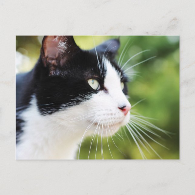 Russell 1 vykort (Framsida)