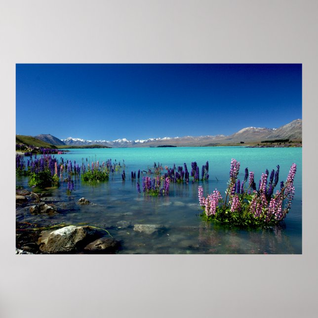 Russell Lupins i Lake Tekapo, Nya Zeeland Poster (Framsidan)