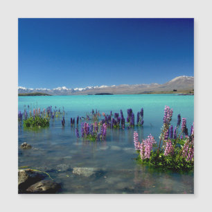 Russell Lupins i Sjö Tekapo, Magnet