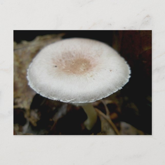 Russet & Cream Mushroom vykort (Framsida)