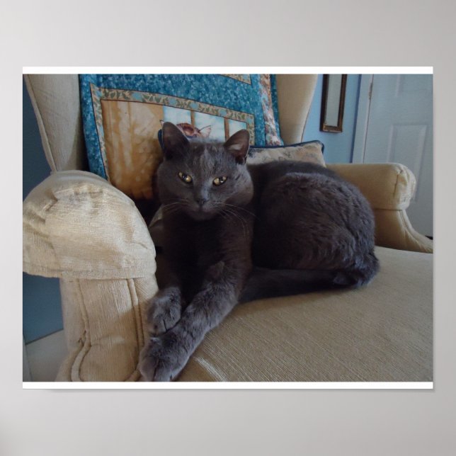 Russian Blue Cat Poster (Framsidan)