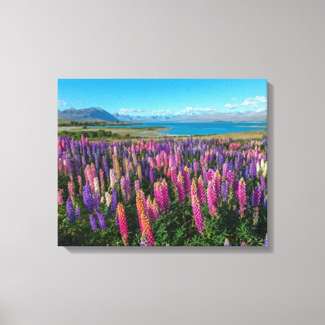 Russle Lupines i Sjö Tekapo | Nya Zeeland Canvastryck (Framsida)