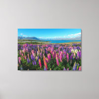 Russle Lupines i Sjö Tekapo | Nya Zeeland