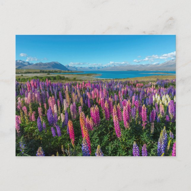 Russle Lupines i Sjö Tekapo | Nya Zeeland Vykort (Framsida)