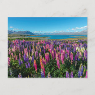 Russle Lupines i Sjö Tekapo Nya Zeeland Vykort