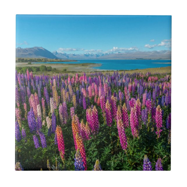 Russle Lupines på sjön Tekapo nyazeeländsk | Kakelplatta (Framsidan)