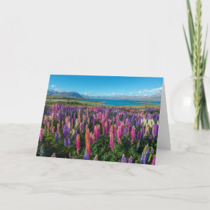 Russle Lupines på sjön Tekapo nyazeeländsk Kort