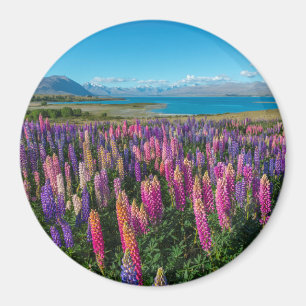 Russle Lupines på sjön Tekapo nyazeeländsk Magnet