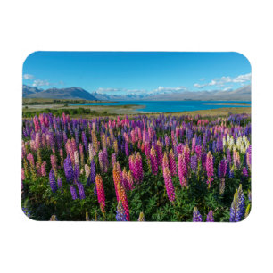 Russle Lupines på sjön Tekapo nyazeeländsk Magnet