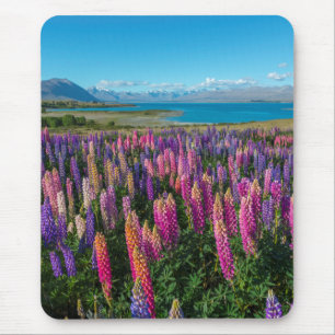 Russle Lupines på sjön Tekapo nyazeeländsk Musmatta