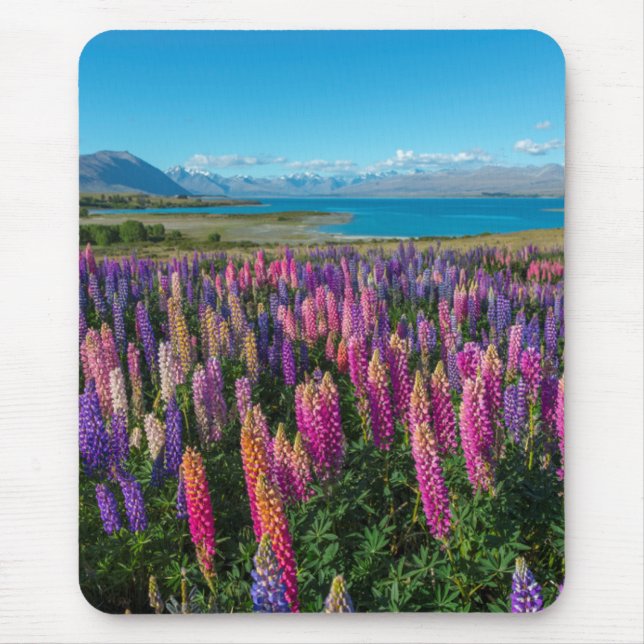 Russle Lupines på sjön Tekapo nyazeeländsk | Musmatta (Framsidan)