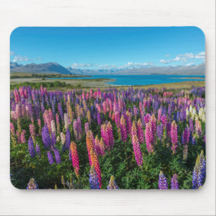 Russle Lupines på sjön Tekapo nyazeeländsk Musmatta