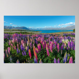 Russle Lupines på sjön Tekapo nyazeeländsk Poster