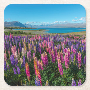 Russle Lupines på sjön Tekapo nyazeeländsk Underlägg Papper Kvadrat