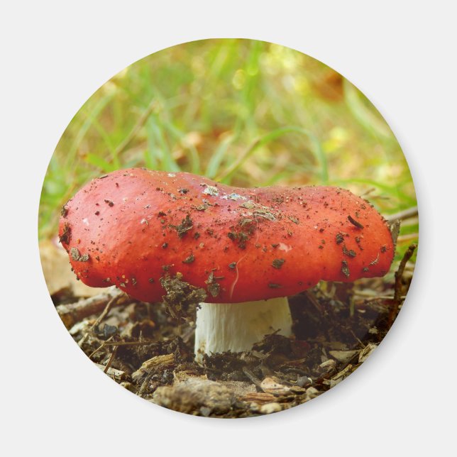 Russula Emetica Magnet (Framsidan)