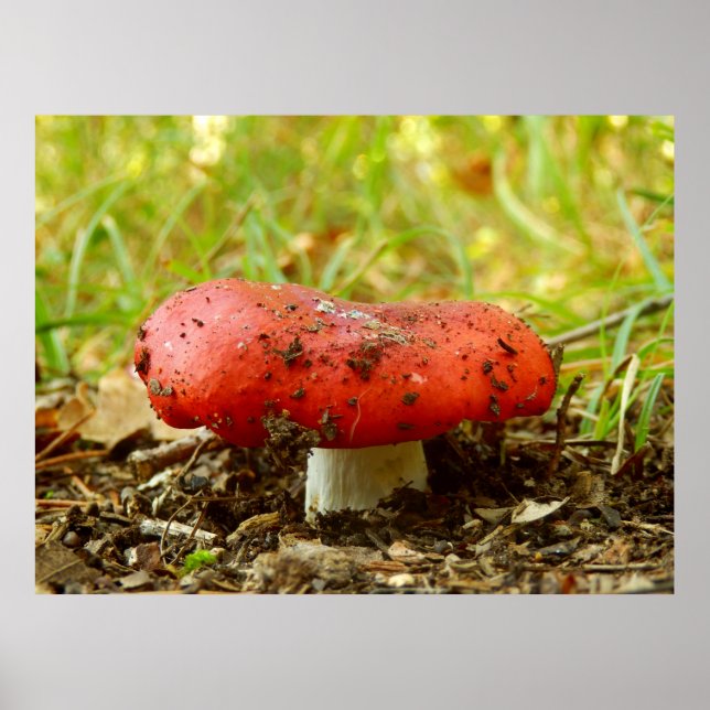 Russula Emetica Poster (Framsidan)