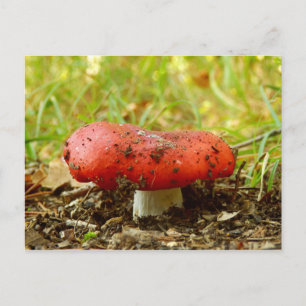 Russula Emetica vykort