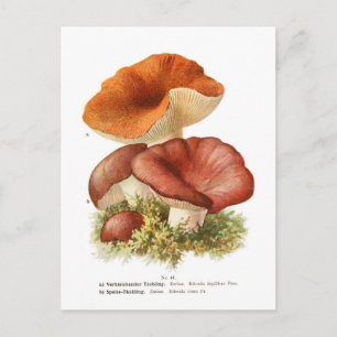 Russuladepallens & R.vesca Vykort