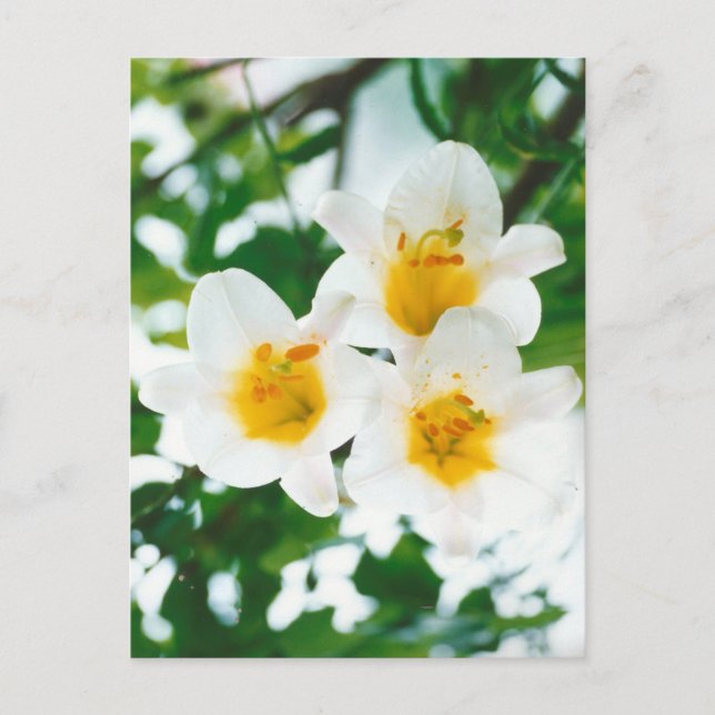 Rusta vita liljor - Lilium candidum Vykort (Framsida)