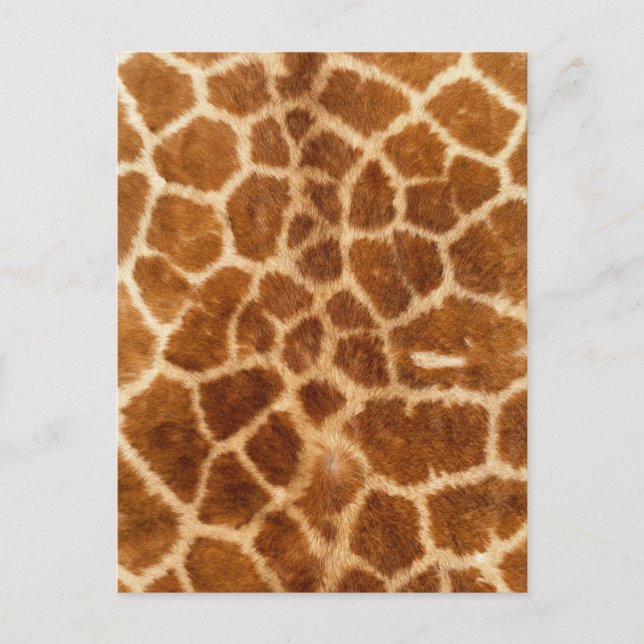 rustic african mode safari animal giraffe print vykort (Framsida)