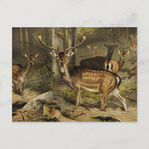 Rustic Antler Hjort Zoological Postcard Vykort