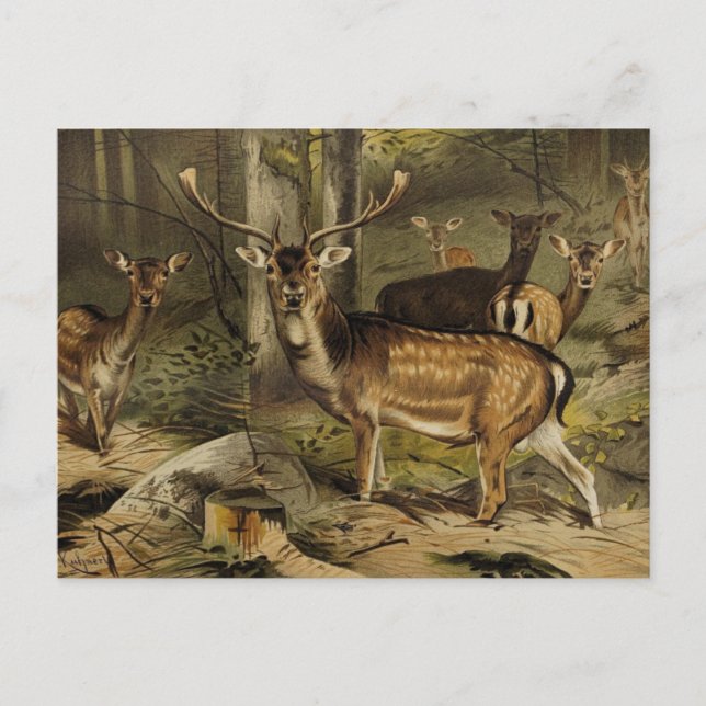 Rustic Antler Hjort Zoological Postcard Vykort (Framsida)