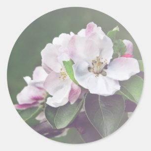 Rustic Apple Träd Blommar Vår Stickers Runt Klistermärke