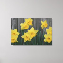 Rustic Daffodil Flower Land Garden Fence Photo Canvastryck