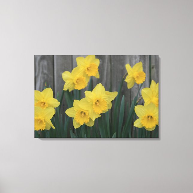 Rustic Daffodil Flower Land Garden Fence Photo Canvastryck (Framsida)