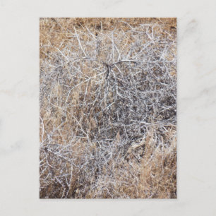 Rustic Dry Tumbleweed Vykort